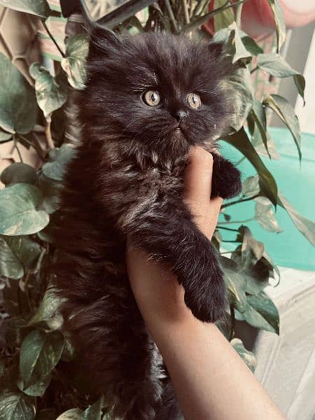 Siberian×persian kitten 6