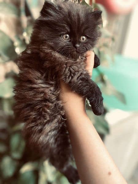 Siberian×persian kitten 7