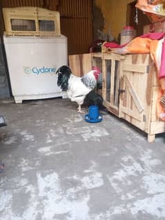 1 sussex male and 03 Ayam Cemani hens for sale