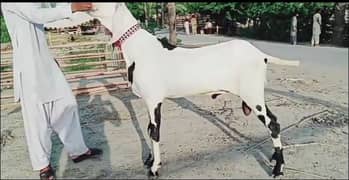 Rajanpur bakra argent for sale Whatsapp on 0327,9583582