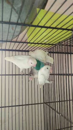 some extra birds for sale Albino split ino, blue fishr. . . . . . .