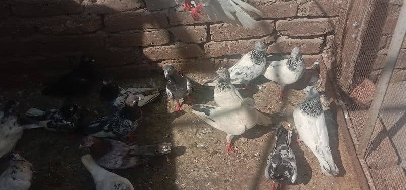 pigeons and jall for sale ha 4