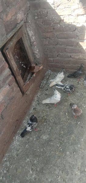 pigeons and jall for sale ha 5