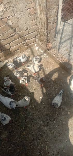 pigeons and jall for sale ha 6