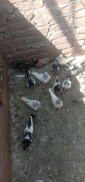 pigeons and jall for sale ha 7