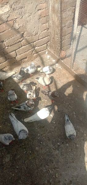 pigeons and jall for sale ha 11