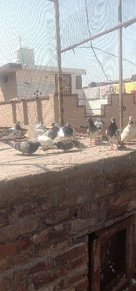 pigeons and jall for sale ha 12