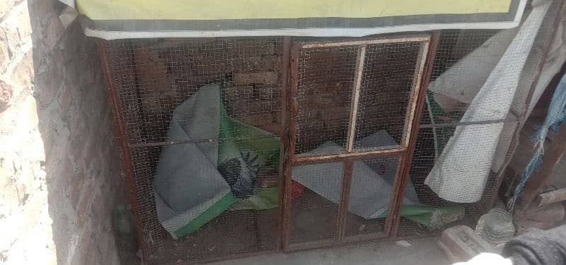 pigeons and jall for sale ha 13