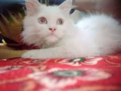 Male Persian kitten 0
