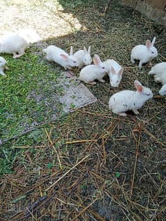 rabbits bunny 0