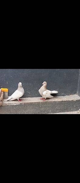 different pigeons available in Multan cargo possible 4