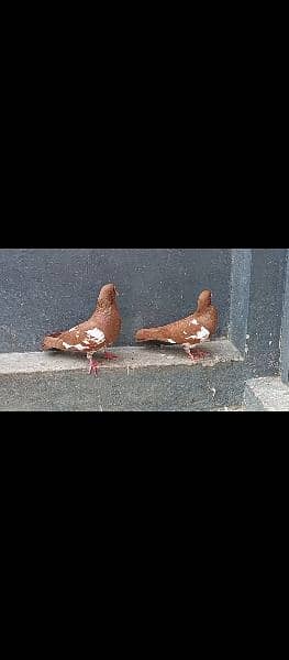 different pigeons available in Multan cargo possible 5