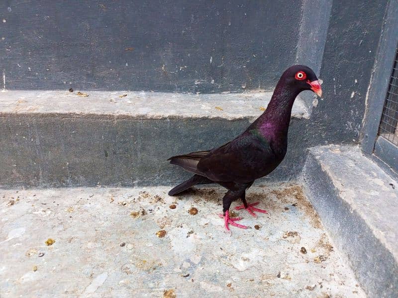 different pigeons available in Multan cargo possible 6