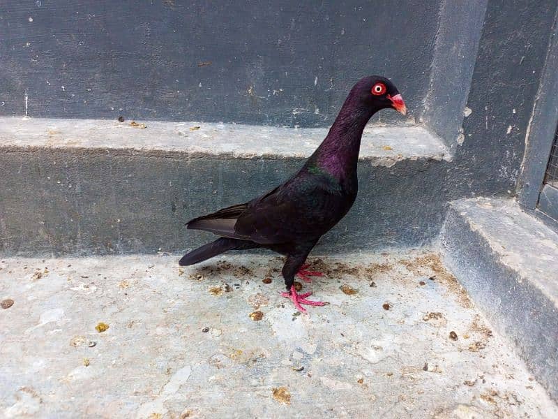 different pigeons available in Multan cargo possible 2