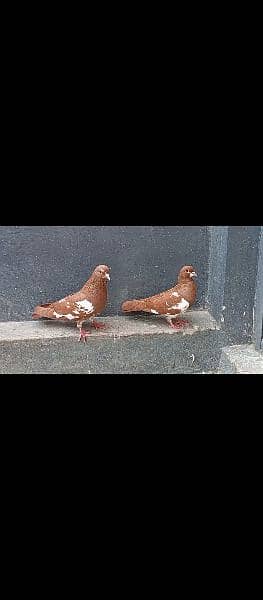 different pigeons available in Multan cargo possible 7