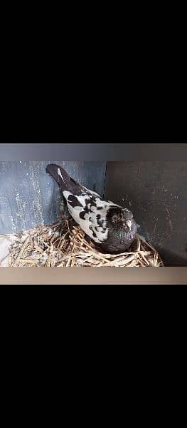 different pigeons available in Multan cargo possible 10