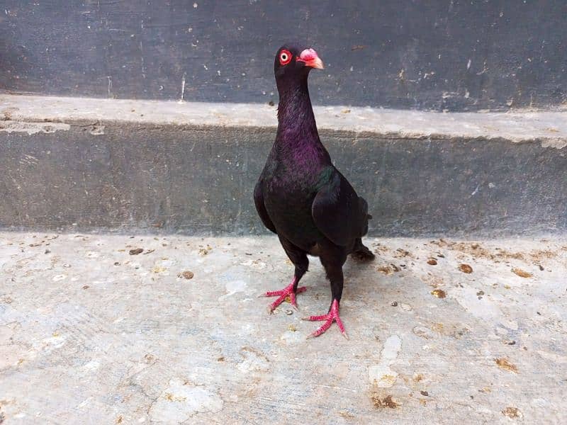 different pigeons available in Multan cargo possible 11