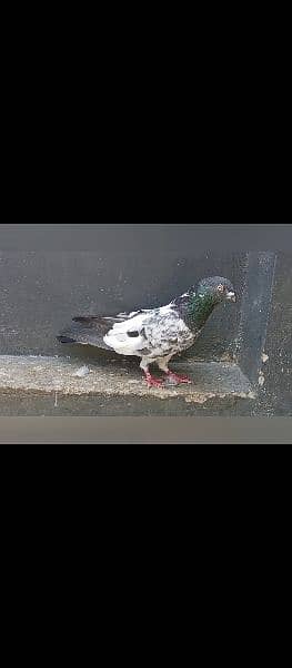 different pigeons available in Multan cargo possible 12