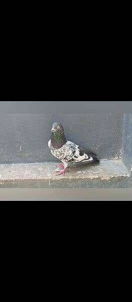 different pigeons available in Multan cargo possible 13
