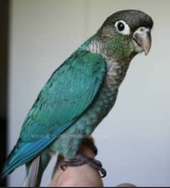 Turquoise Black Foot Conure chicks for sale