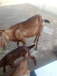 Goat sale with pair kid's