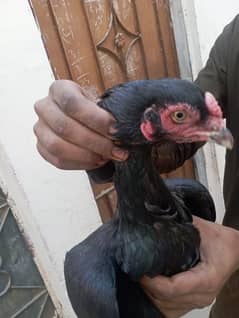 TOP QUALITY BREEDER MUSHKA ASEEL FEMALE FOR SALE