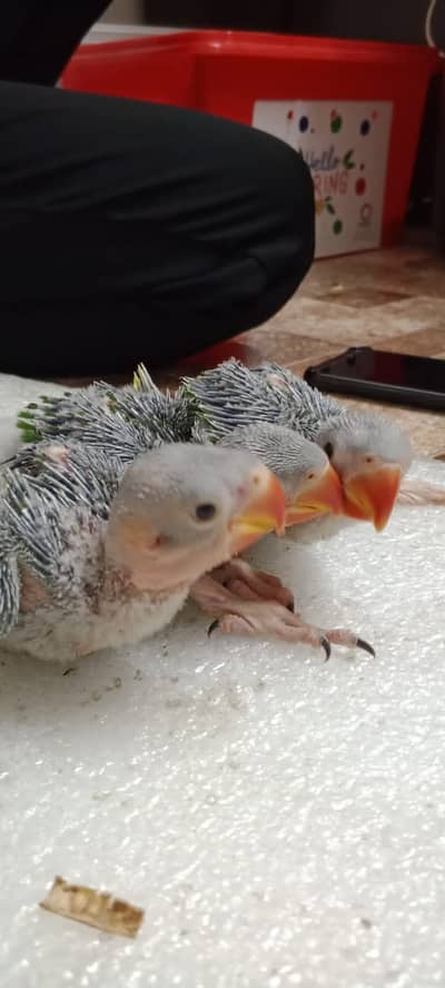 Kashmiri Raw Alexander Chicks | Pahari Chicks | Kashmiri Pahari