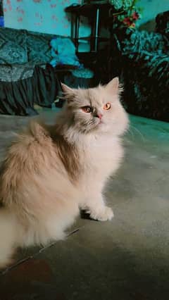 persian female cat for sale