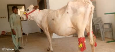 Pure white Friesian cow (14 kg )