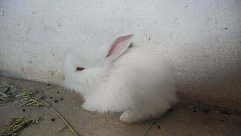 Angora Rabbits Bunnies for sale 0