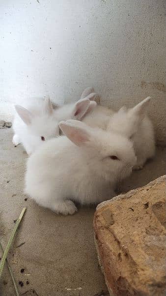 Angora Rabbits Bunnies for sale 1