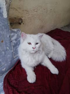 Beautiful Pure White  Male Persion Tripple coat Cat