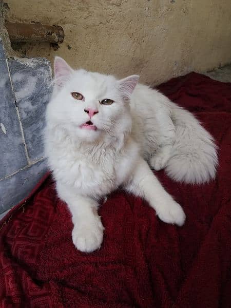 Beautiful Pure White  Male Persion Tripple coat Cat 1