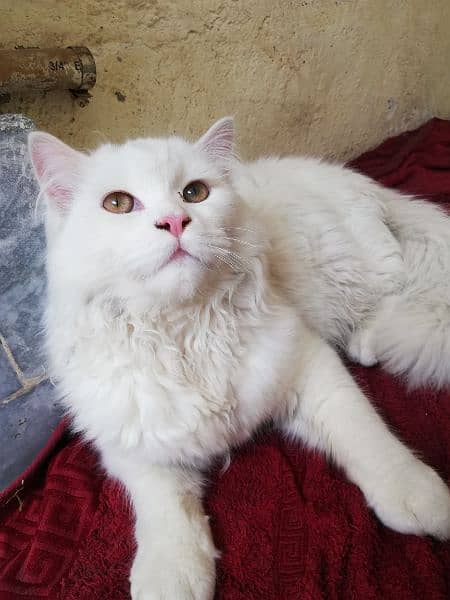 Beautiful Pure White  Male Persion Tripple coat Cat 2