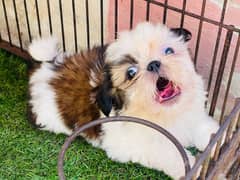 Top Quality Shihtzu Puppies looking For New Caring Homes
