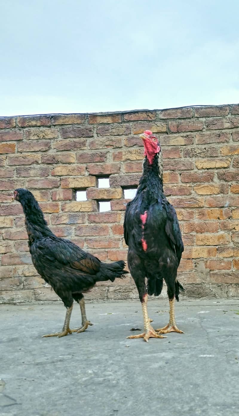 sindhi black jawa long height eggs for sale 2