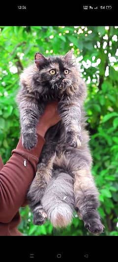 Ragdoll Cat Breed • Cat Encyclopedia – CLUBCATT