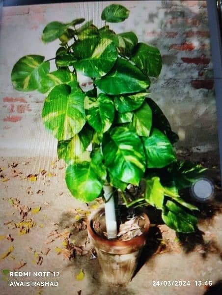 plant Name  MONEY PLANT (Is number par rabta kar reh 0304-9884852 ) 1