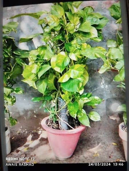 plant Name  MONEY PLANT (Is number par rabta kar reh 0304-9884852 ) 5