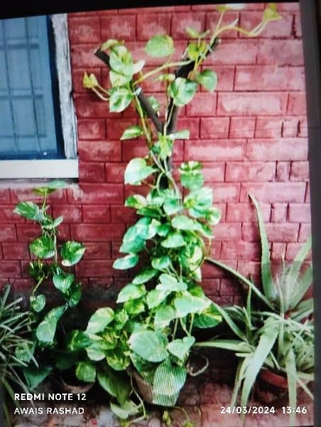 plant Name  MONEY PLANT (Is number par rabta kar reh 0304-9884852 ) 7