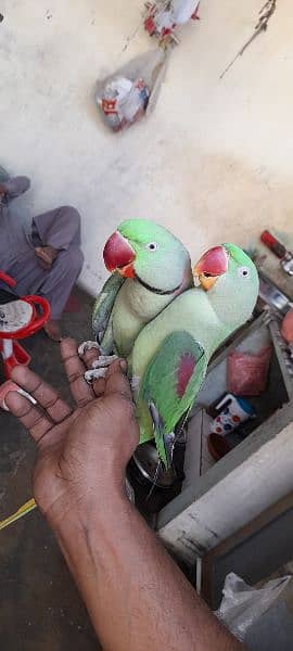 Raw parrot he pair he hand time  he ghar ka palawa he 1