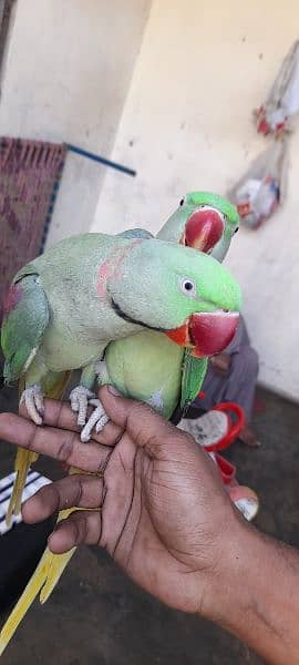 Raw parrot he pair he hand time  he ghar ka palawa he 2
