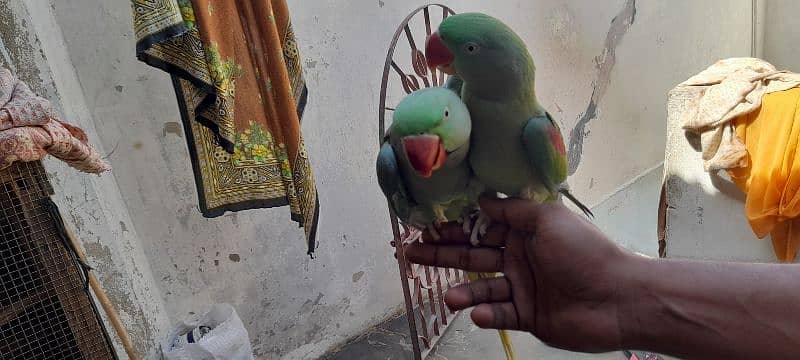 Raw parrot he pair he hand time  he ghar ka palawa he 3