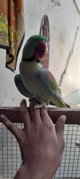 Raw parrot he pair he hand time  he ghar ka palawa he 4