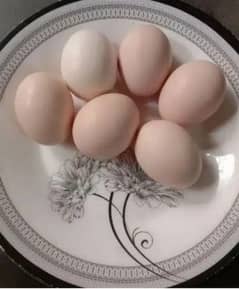 ayam cemani grey tongue eggs"cheeks"breeder pair" incubator available