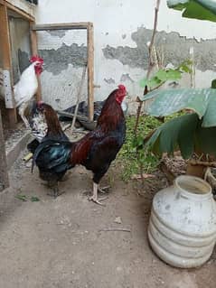 1 Aseel Male 2 Desi Egg laying Hens