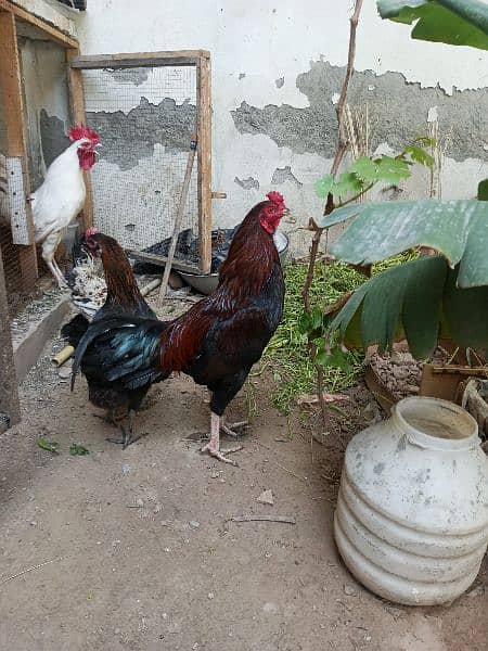 1 Aseel Male 2 Desi Egg laying Hens 0