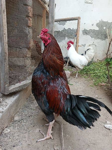 1 Aseel Male 2 Desi Egg laying Hens 1