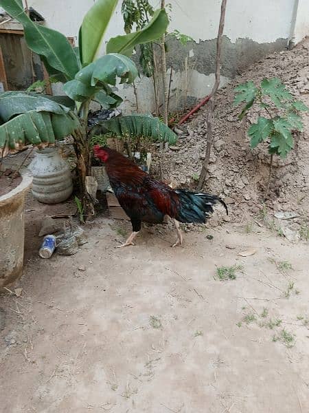1 Aseel Male 2 Desi Egg laying Hens 2