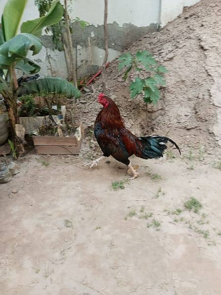 1 Aseel Male 2 Desi Egg laying Hens 3